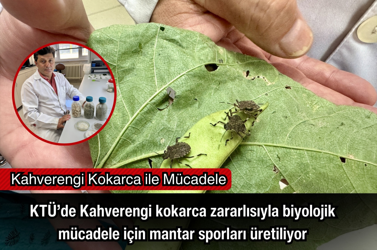 KTÜ’de Kahverengi kokarca zararlısıyla biyolojik mücadele için mantar sporları üretiliyor