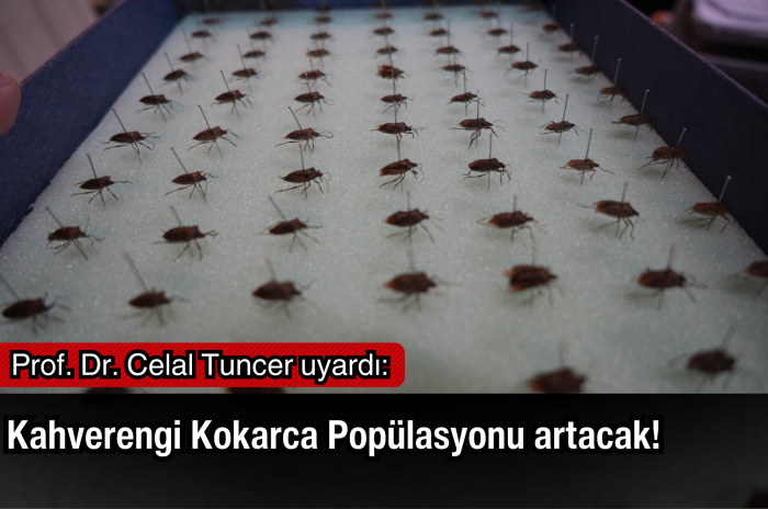 Prof. Dr. Celal Tuncer uyardı: Kahverengi Kokarca popülasyonu artacak!